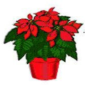 CHSPA Holiday Poinsettia - 9